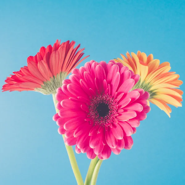 Beautiful gerbera flowers. — Stock Photo, Image