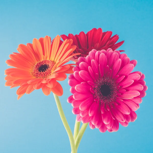 Beautiful gerbera flowers. — Stock Photo, Image