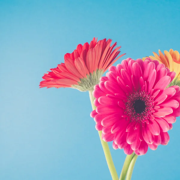 Όμορφα λουλούδια Gerbera. — Φωτογραφία Αρχείου