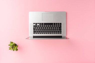 Laptoplu modern çalışma alanı ve pembe masadaki yeşil çiçek. Ofis masaüstü konsepti. Üst görünüm