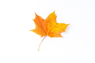 Sarı akçaağaç yaprağı beyaz arkaplanda izole edilmiş. Sonbahar konsepti