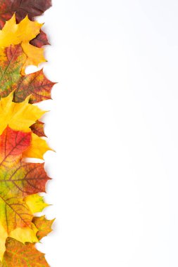Telif uzayı olan renkli akçaağaç yaprakları beyaz arkaplanda izole edilmiş. Sonbahar konsepti 