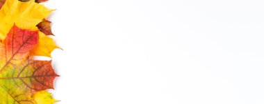 Telif uzayı ile beyaz arkaplanda izole edilmiş renkli sonbahar yaprakları. Sonbahar konsepti. Kapatın. Pankart