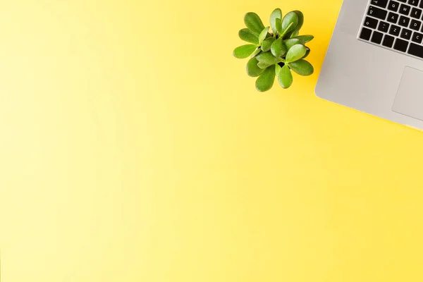 Office desktop. Elegant laptop with green plant on yellow background. Top view