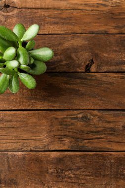 Kırsal ahşap arka planda biraz sulu. Üst görünüm