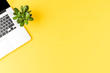 Sarı masaüstünde küçük sulu laptoplar. Üst görünüm