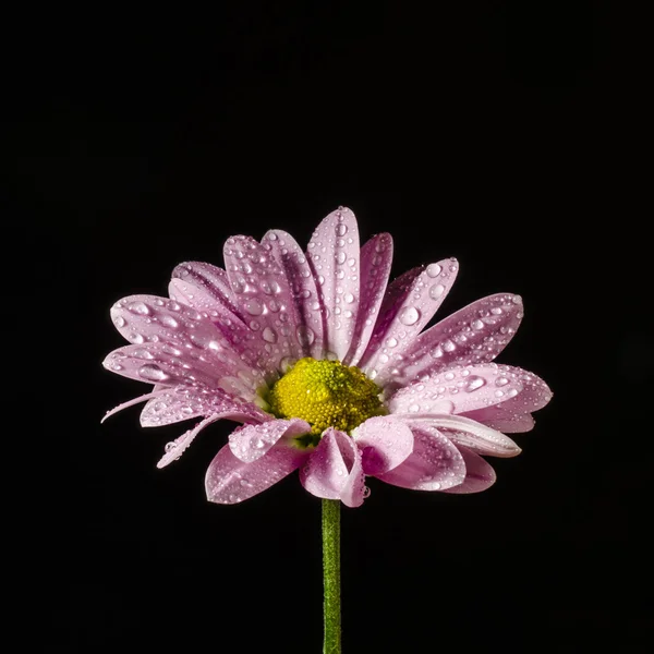 Изолированный цветок с каплей воды. Крупный план . — стоковое фото