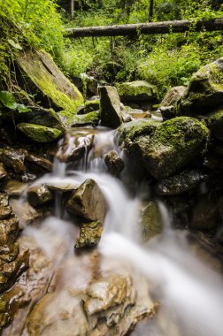 Şelale, kayalar ve ormandaki yaşlı ağaç