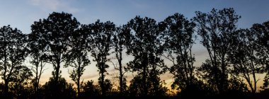 Güneş battıktan sonra panaromik ağaçlar