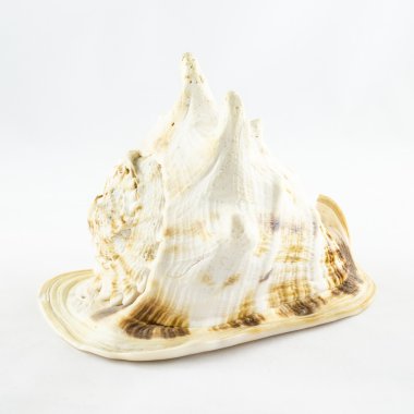 Büyük deniz kabuğu üzerinde beyaz izole