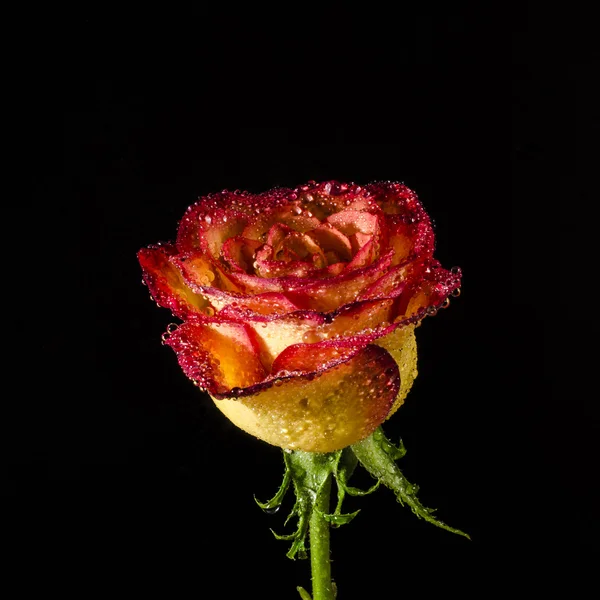 Rosa con gocce d'acqua isolate sul nero. Primo piano . — Foto Stock