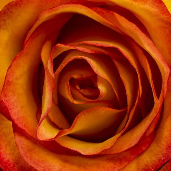 Flor rosa close-up — Fotografia de Stock