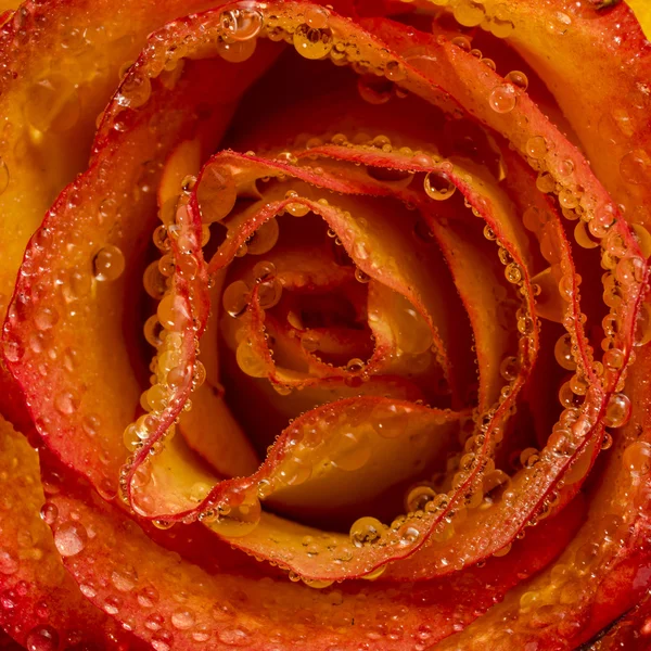 Rosa flor com gotas de água. Close-up — Fotografia de Stock