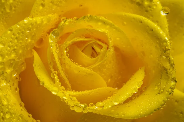 Gele rose bloem met water druppels. Close-up. — Stockfoto