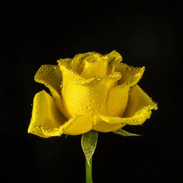 Rosa gialla con gocce d'acqua. Primo piano . — Foto Stock