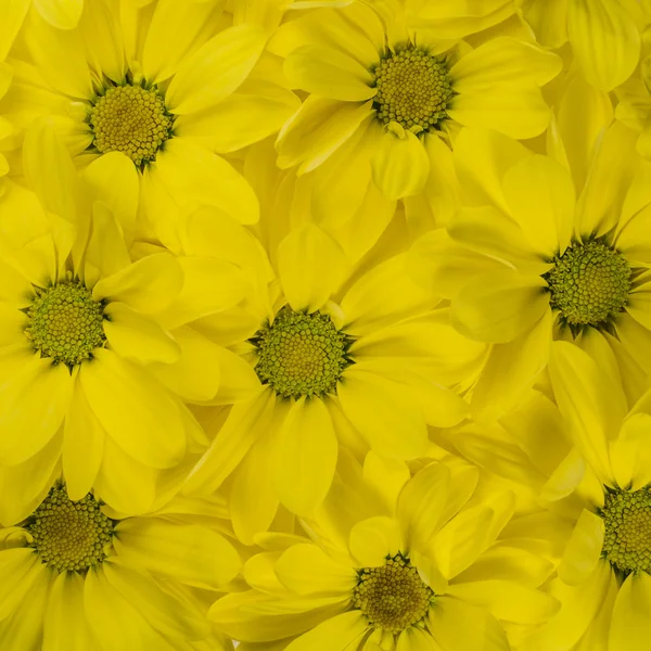 Fondo piatto di fiori gialli, motivo. Primo piano . — Foto Stock