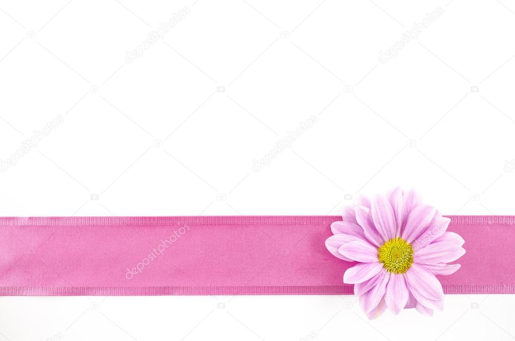 Empty postcard background with oxeye daisy flower and pink ribbon