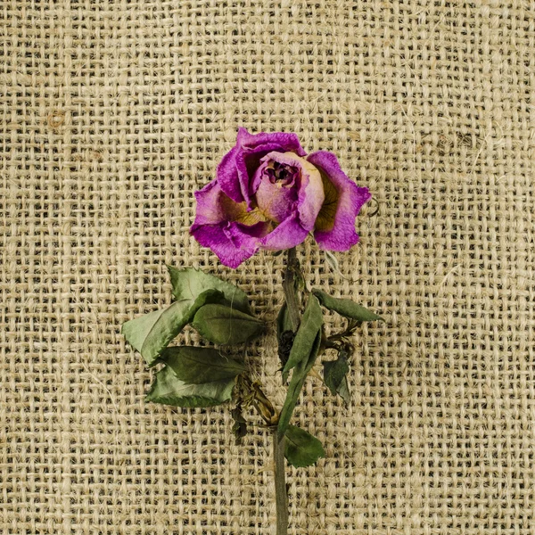 Dried rose flower on linen background