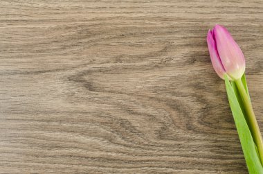 Ahşap arka plan üzerinde Pembe Lale çiçek