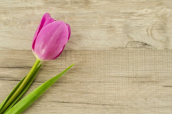 Flor de tulipa rosa no fundo de madeira — Fotografia de Stock