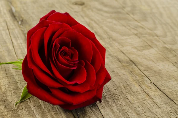 Rosa flor na velha mesa de madeira — Fotografia de Stock