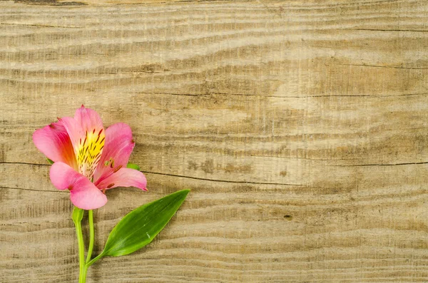 Colorful flower on wooden background — Stock Photo, Image