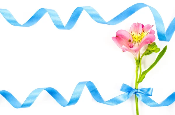 Colorful flower with blue ribbon on white background — Stock Photo, Image