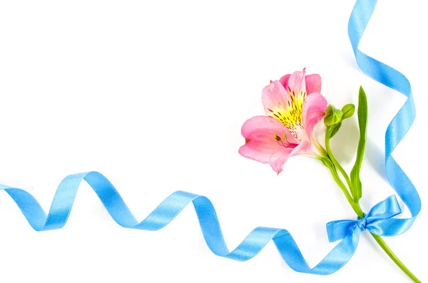 Барвиста квітка з синьою стрічкою на білому тлі — стокове фото