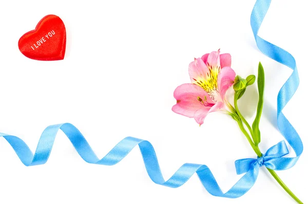 Bunte Blume mit blauem Band auf weißem Hintergrund — Stockfoto