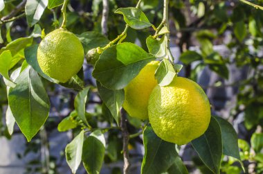 Ağaçta asılı limonlar