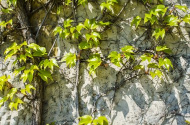 Sarmaşık duvar arka plan