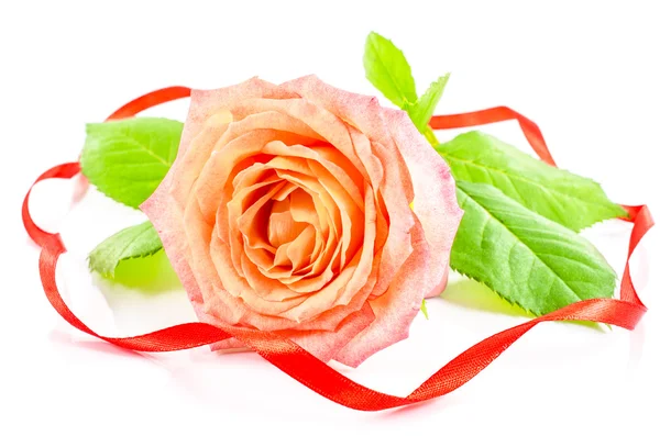 Rose flower with red ribbon on white background — Stock Photo, Image