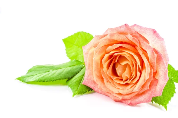 Трояндова квітка на білому тлі — стокове фото