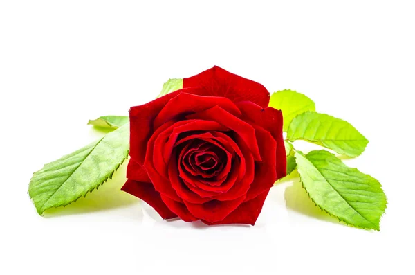 Rose Blume auf weißem Hintergrund — Stockfoto