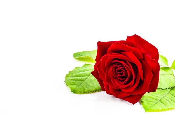 Rose flower on white background — Stock Photo, Image