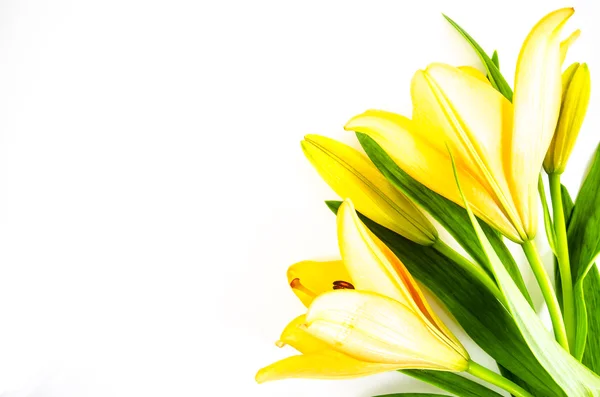 Квітка лілії на білому тлі — стокове фото