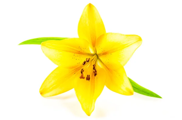 Lily flower on white background — Stock Photo, Image