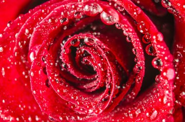 Makro su ile gül çiçek damla