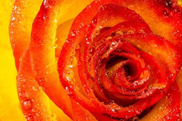 Macro of rose flower with water drops — Stock Photo, Image