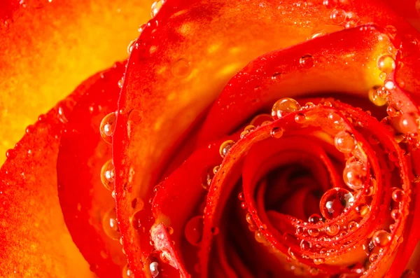 Makro kwiat róży z wody spadnie — Zdjęcie stockowe
