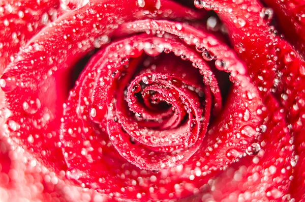Macro of rose flower with water drops — Stock Photo, Image