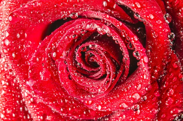 Macro de flor de rosa com gotas de água — Fotografia de Stock