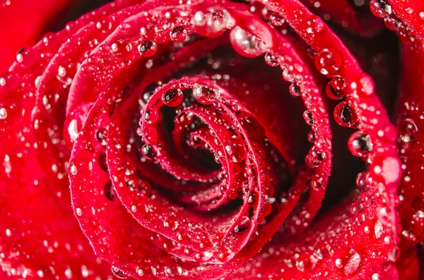 Macro of rose flower with water drops — Stock Photo, Image