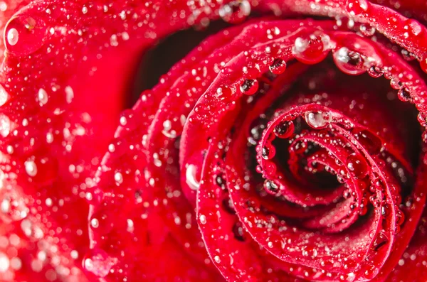 Makro kwiat róży z wody spadnie — Zdjęcie stockowe