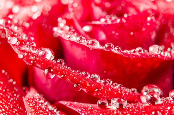 Macro of rose flower with water drops — Stock Photo, Image