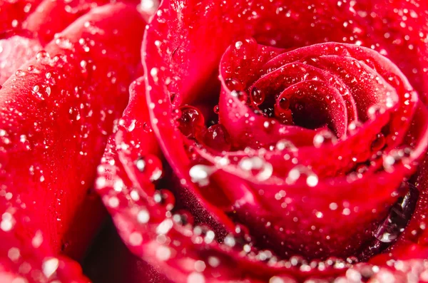 Macro de flor de rosa com gotas de água — Fotografia de Stock