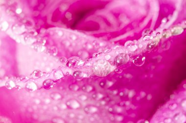 Makro pembe Gül çiçek su ile damla