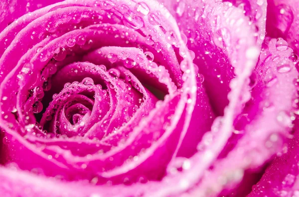 Macro di rosa rosa fiore con gocce d'acqua — Foto Stock