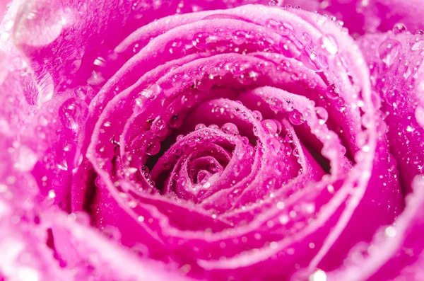 Macro de rosa rosa flor com gotas de água — Fotografia de Stock