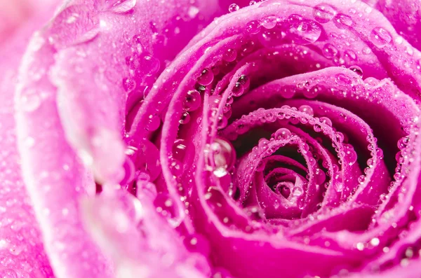 Macro di rosa rosa fiore con gocce d'acqua — Foto Stock